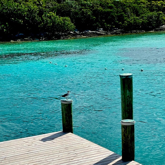 Meet your Posher, Mandi - Picture 1 of 1